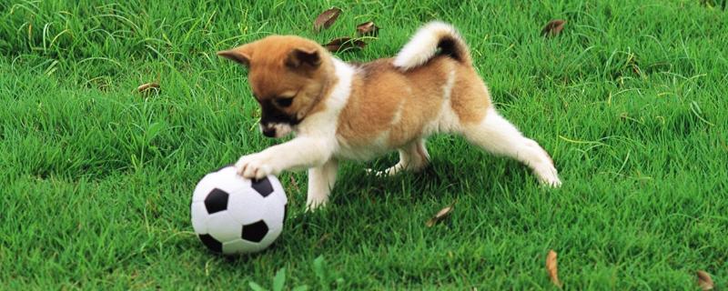 狗狗髌骨脱位怎么办