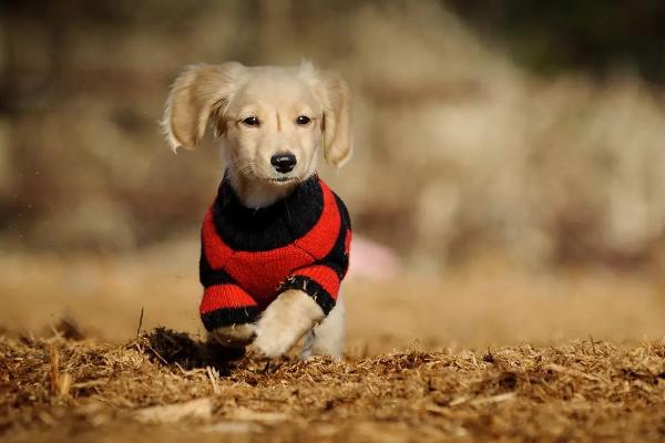 狗狗髌骨脱位怎么办,手术治疗效果更好