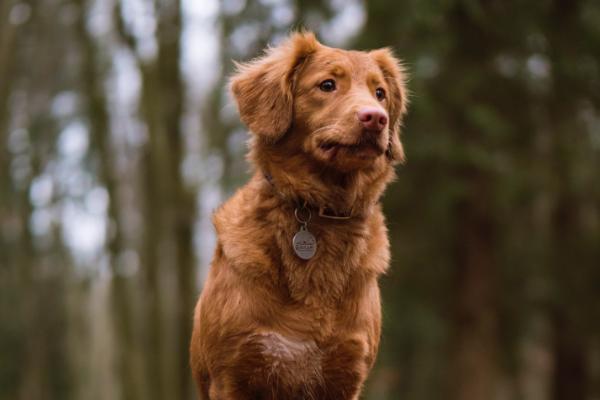 狗狗髌骨脱位怎么办,手术治疗效果更好