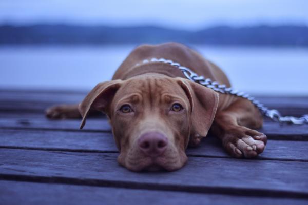 狗狗髌骨脱位怎么办,手术治疗效果更好