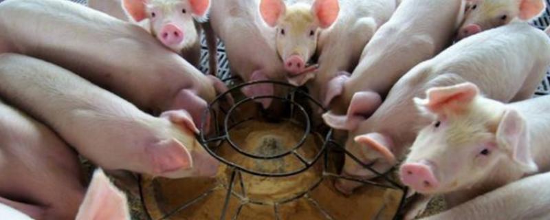 四十斤的仔猪一天喂多少料