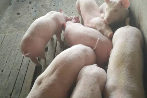 四十斤的仔猪一天喂多少料,应采取自由采食的喂食方式