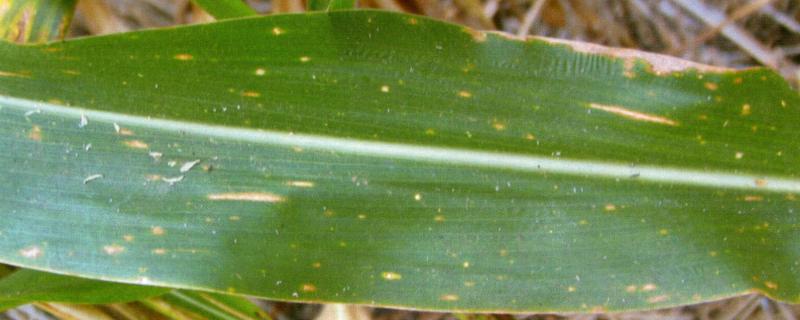 玉米小斑病症状