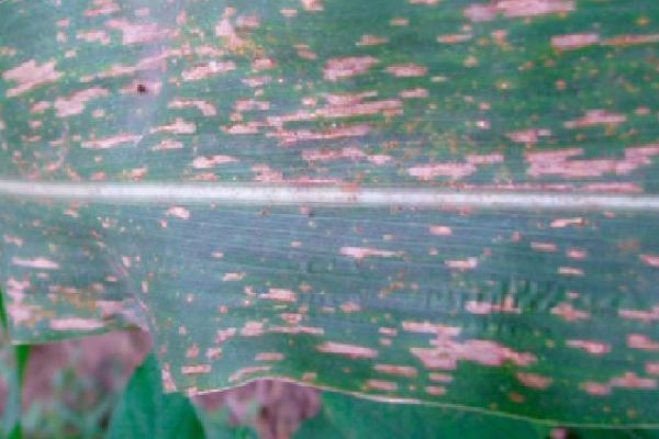 玉米小斑病,各个生育时期都可以发生