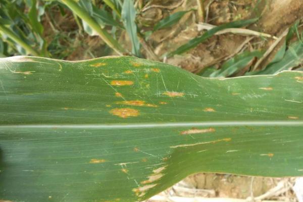 玉米小斑病,各个生育时期都可以发生