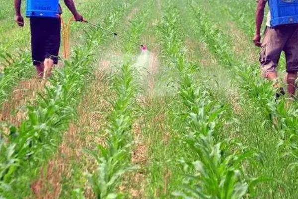 玉米小斑病,各个生育时期都可以发生