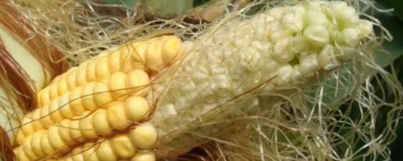 玉米秃尖缺粒发生原因