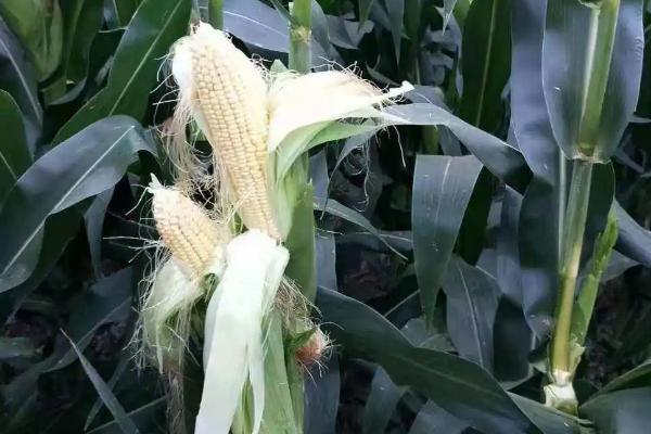 玉米秃尖缺粒发生原因,与品种、土壤、营养等有关