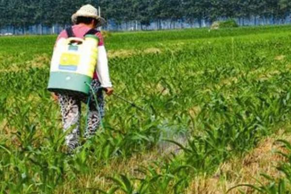 玉米秃尖缺粒发生原因,与品种、土壤、营养等有关