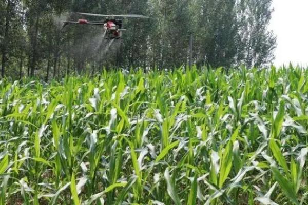 玉米秃尖缺粒发生原因,与品种、土壤、营养等有关