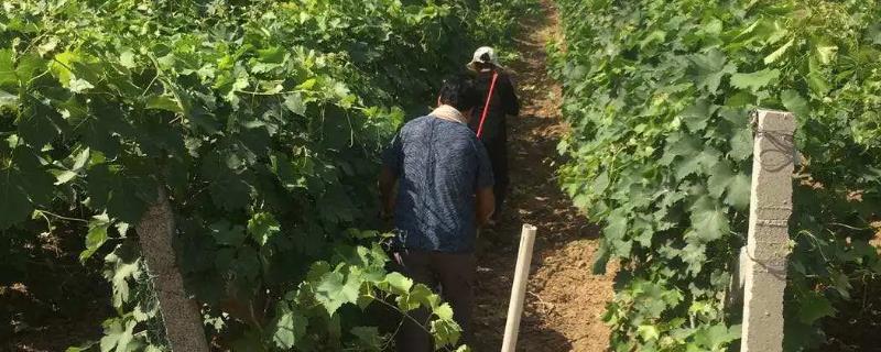 葡萄用什么肥料追肥