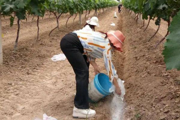 葡萄用什么肥料追肥,根部和根外所用肥料和施肥方式不同