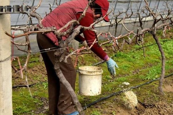 葡萄用什么肥料追肥,根部和根外所用肥料和施肥方式不同