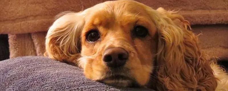 狗一直咳嗽吐白沫是怎么回事