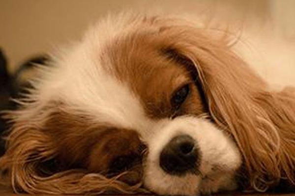 狗一直咳嗽吐白沫是怎么回事,可能是感冒或喉咙有异物导致