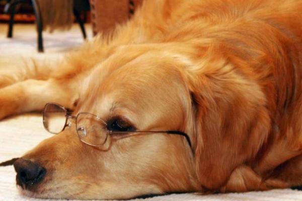 狗一直咳嗽吐白沫是怎么回事,可能是感冒或喉咙有异物导致