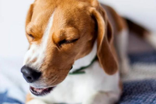 狗一直咳嗽吐白沫是怎么回事,可能是感冒或喉咙有异物导致