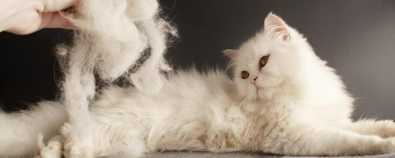 猫掉毛很厉害是什么原因