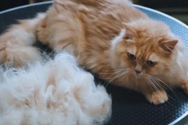 猫掉毛很厉害是什么原因,换季或皮肤病都会导致