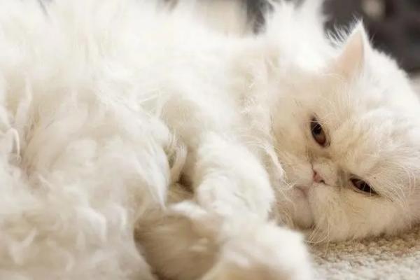 猫掉毛很厉害是什么原因,换季或皮肤病都会导致