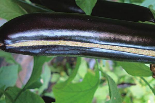 茄子萼裂果的原因,通常是生长调节剂用量过大引起的