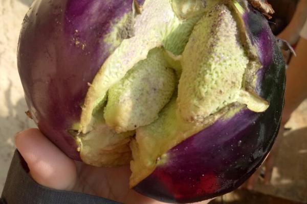 茄子萼裂果的原因,通常是生长调节剂用量过大引起的