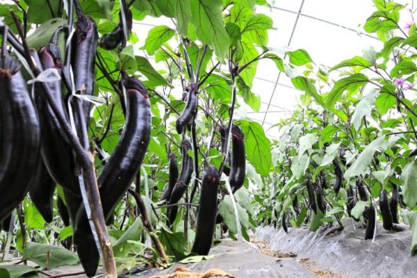 茄子萼裂果的原因,通常是生长调节剂用量过大引起的