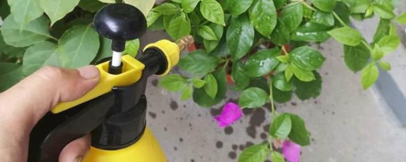 哪些花卉适合用磷酸二氢钾