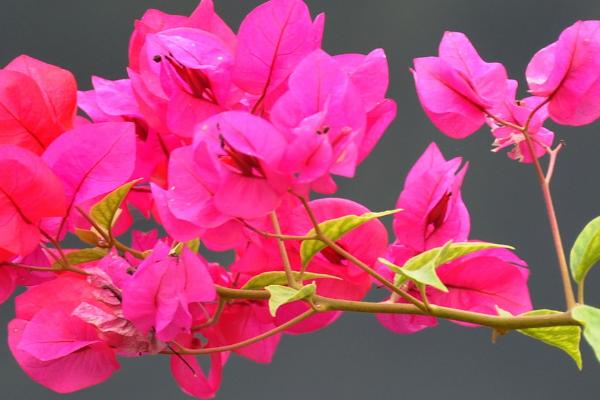 哪些花卉适合用磷酸二氢钾,三角梅、月季花都适合