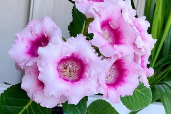 哪些花卉适合用磷酸二氢钾,三角梅、月季花都适合