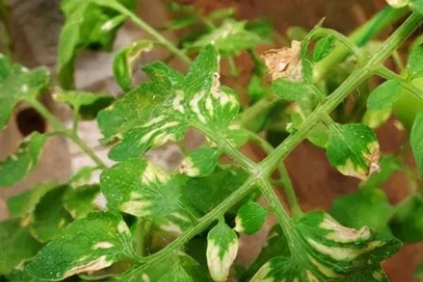 哪些花卉适合用磷酸二氢钾,三角梅、月季花都适合