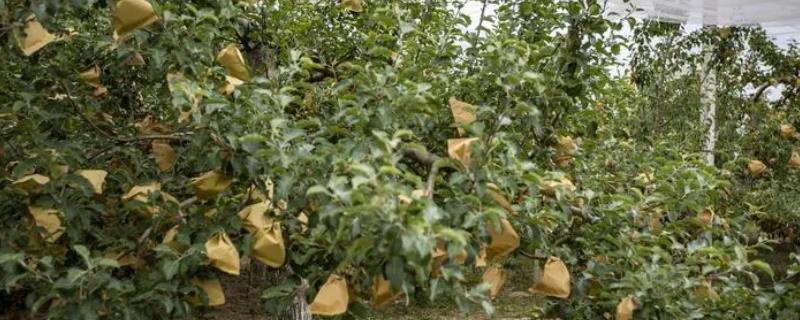 苹果套袋后如何管理