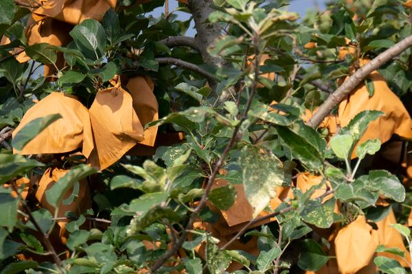 苹果套袋后如何管理,应加强苹果褐斑病的防治