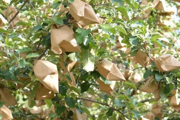 苹果套袋后如何管理,应加强苹果褐斑病的防治