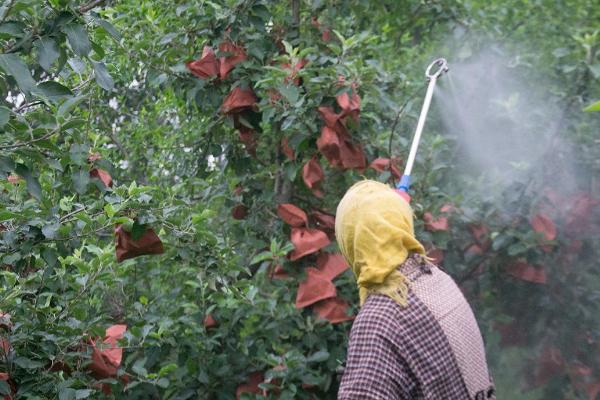 苹果套袋后如何管理,应加强苹果褐斑病的防治