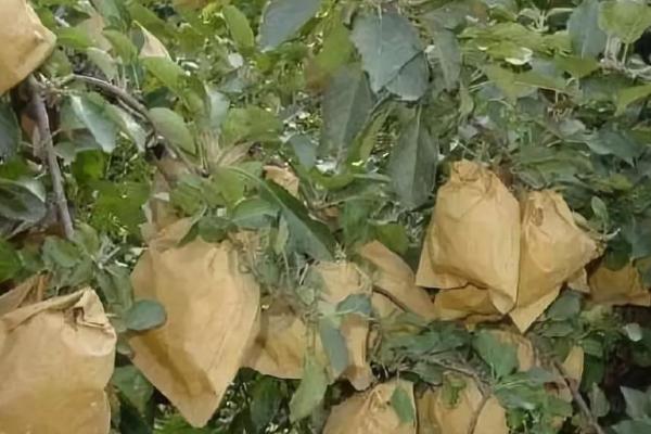 苹果套袋后如何管理,应加强苹果褐斑病的防治