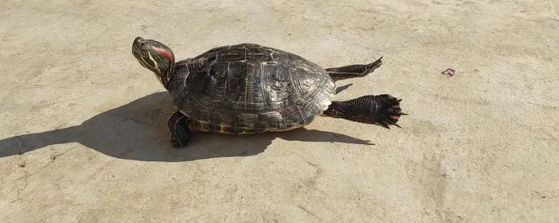 养龟晒太阳有什么好处