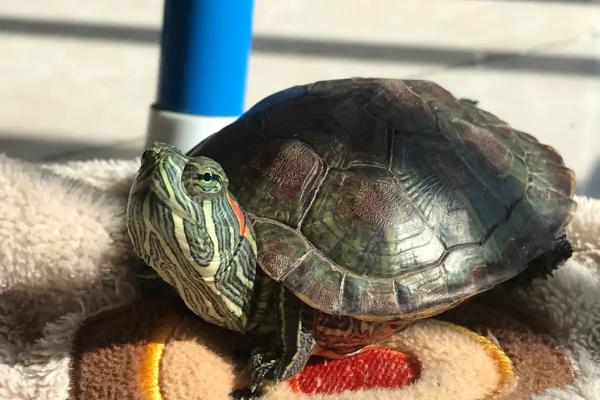 养龟晒太阳有什么好处,可消菌杀毒还能补钙