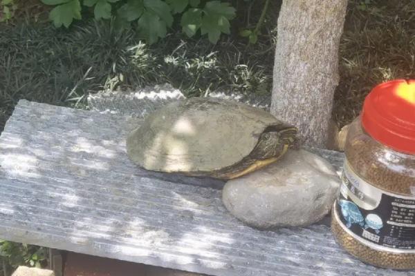 养龟晒太阳有什么好处,可消菌杀毒还能补钙