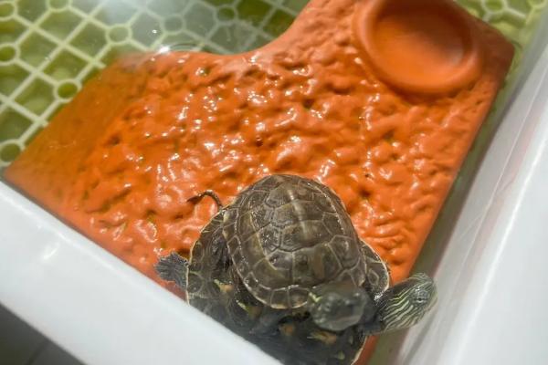 养龟晒太阳有什么好处,可消菌杀毒还能补钙