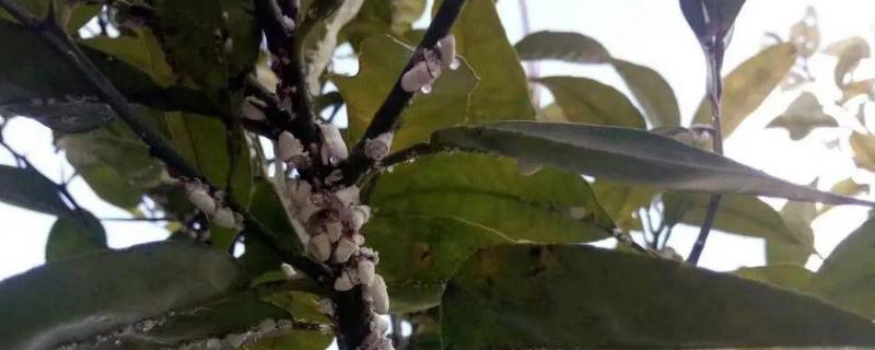 柑橘蚧壳虫的危害特征