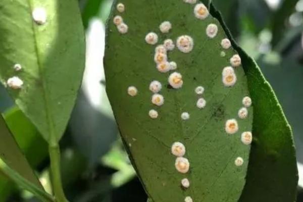 柑橘蚧壳虫的危害特征,主要危害枝梢、叶片和果实