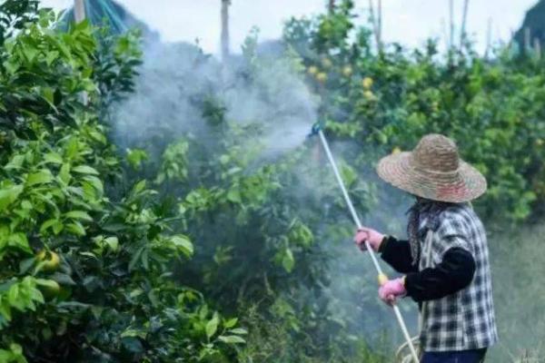 柑橘蚧壳虫的危害特征,主要危害枝梢、叶片和果实