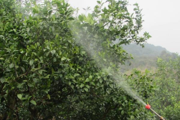 柑橘蚧壳虫的危害特征,主要危害枝梢、叶片和果实