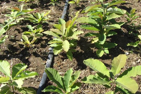 种植厚朴要用什么土壤,一般以深厚肥沃、透气性良好的中性土壤为宜