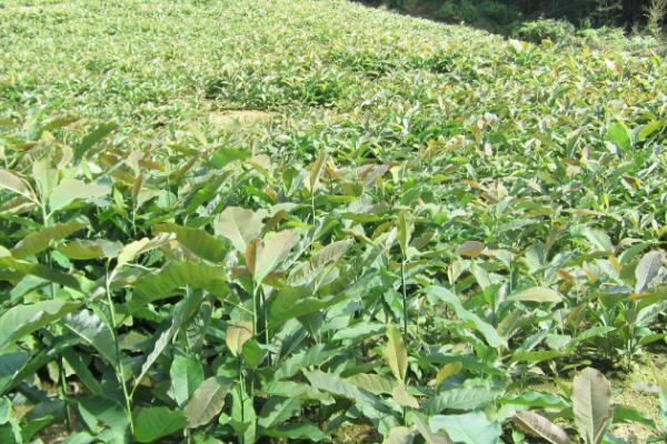 种植厚朴要用什么土壤,一般以深厚肥沃、透气性良好的中性土壤为宜