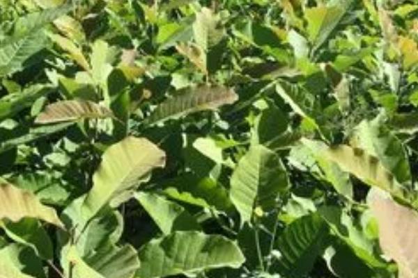 种植厚朴要用什么土壤,一般以深厚肥沃、透气性良好的中性土壤为宜