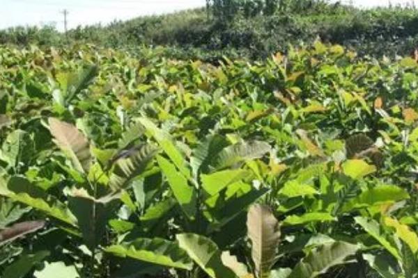 种植厚朴要用什么土壤,一般以深厚肥沃、透气性良好的中性土壤为宜