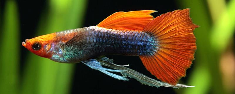 怎么判断孔雀鱼要生小鱼了