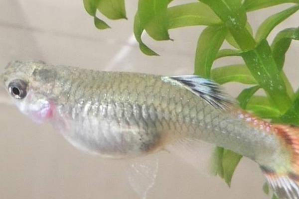 怎么判断孔雀鱼要生小鱼了,生产前肚子会变大变宽